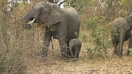 elephant (olifant) (indlovu) Mala Mala