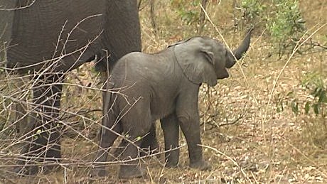 elephant (olifant) (indlovu) Mala Mala