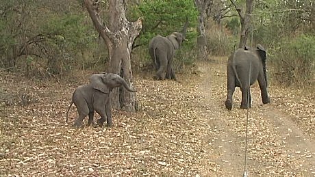 elephant (olifant) (indlovu) Mala Mala