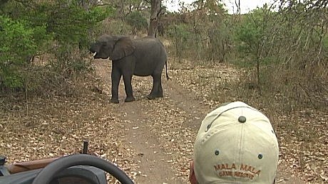 elephant (olifant) (indlovu) Mala Mala