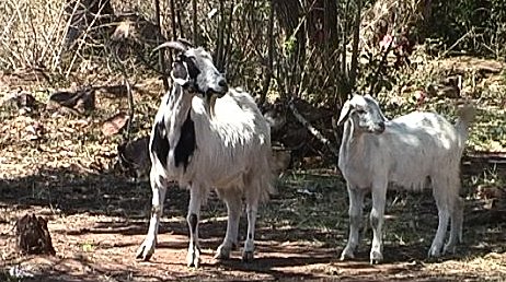 goats near Mkuze