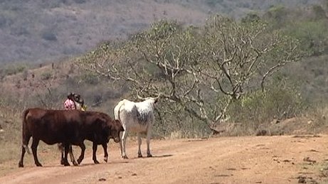 traditional native cattle - Ghost Mountain, Kwa-Zulu Natal