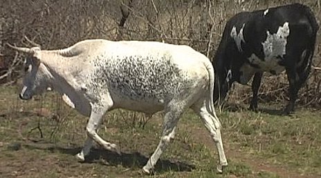 traditional native cattle - Ghost Mountain, Kwa-Zulu Natal