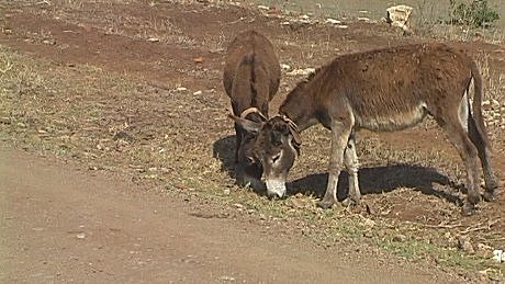 Donkeys grazing by roadside