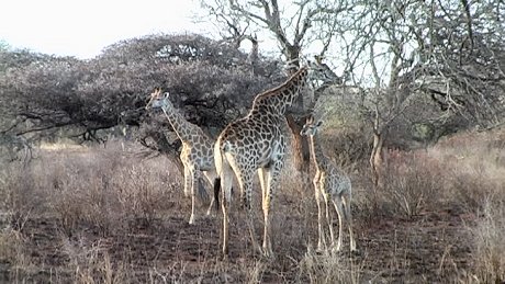  Mkuzi Game Reserve, Isiqiwu