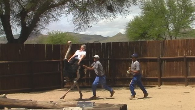 Ostrich riding, Oudtshoorn