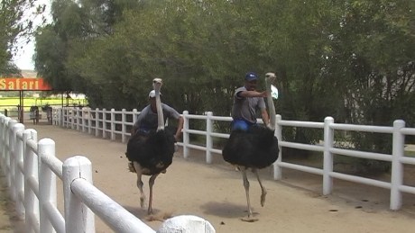 Ostrich racing, Oudtshoorn