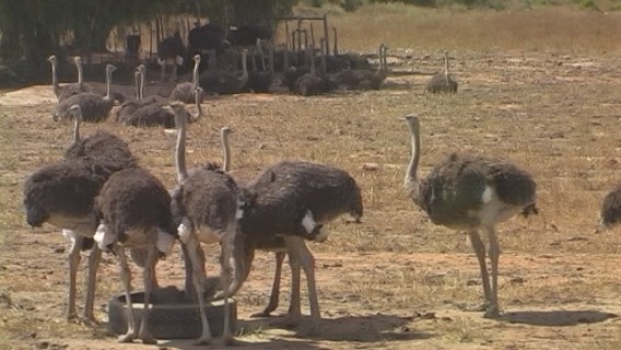 Volstruis Plaas, Oudtshoorn