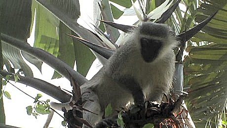 Blauaap , St Lucia South Africa