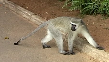 Vervet , St Lucia South Africa