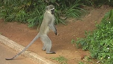 Vervet , St Lucia South Africa