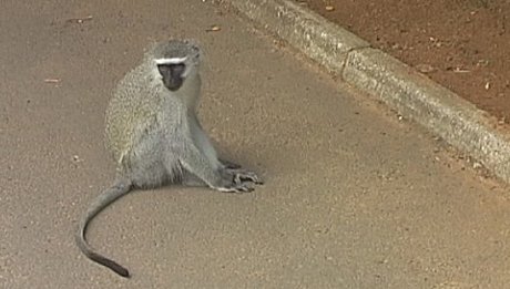 Vervet monkey, St Lucia South Africa