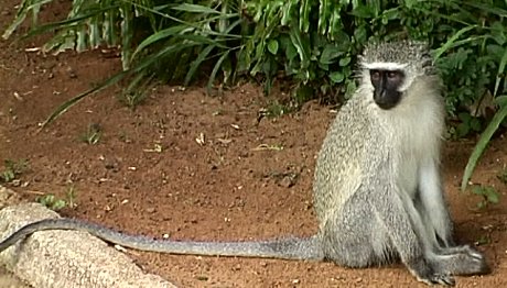 Vervet , St Lucia South Africa