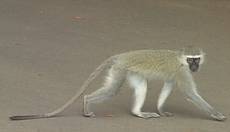 Vervet monkey, St Lucia South Africa