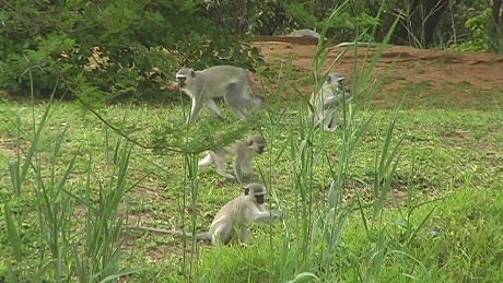 Vervet monkey, St Lucia South Africa