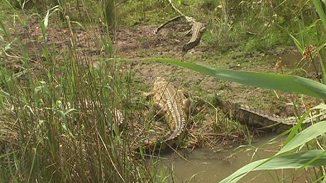 Crocodile St Lucia Estuary