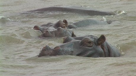 Hippo, St Lucia Estuary