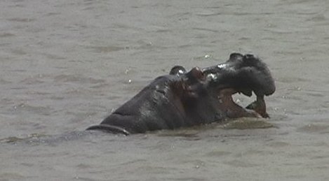 Seekoei, St Lucia Estuary