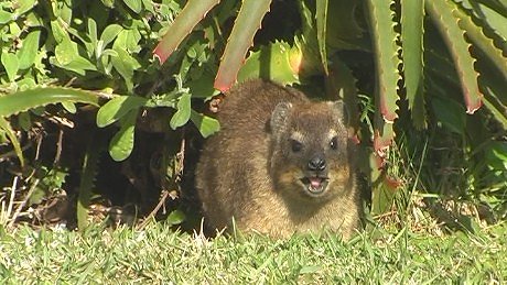 Dassie at Stormsriver Mouth