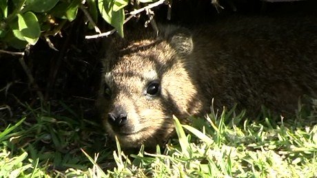 Rock Hyrax at Stormsriver Mouth