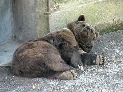 Bern bear pit