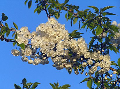 Seven Arches blossom