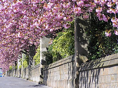 Cherry blossom Arbroath Raod