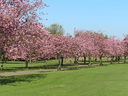 Dawson Park Cherry Blossom