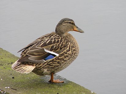 Dundee Stobsmuir Ponds