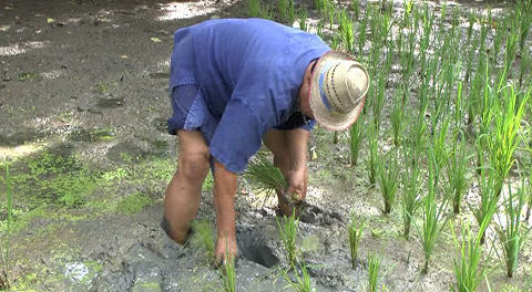 Demonstration oc rice production - Sampan Cultural Centre