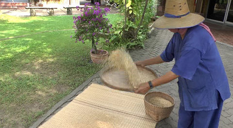 Demonstration oc rice production - Sampan Cultural Centre