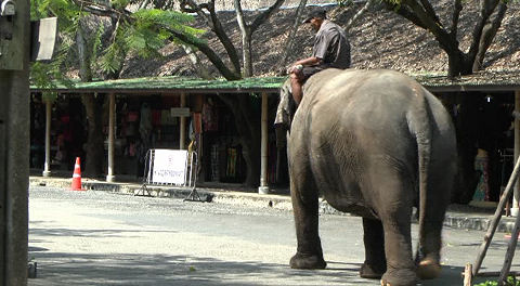 Performing/Working elephants, Sampran Thailand