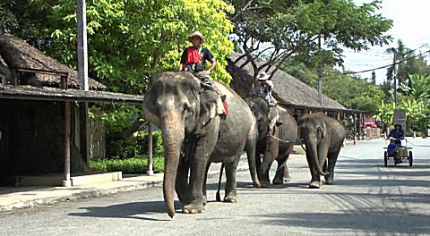 Performing/Working elephants, Sampran Thailand