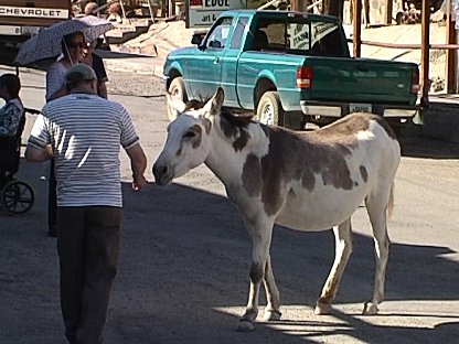 Burros (wild horses) at Oatman