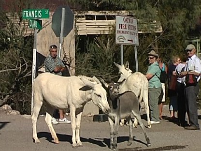 Burros (wild horses) at Oatman