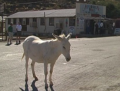 Burros (wild horses) at Oatman