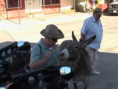 Burros (wild horses) at Oatman