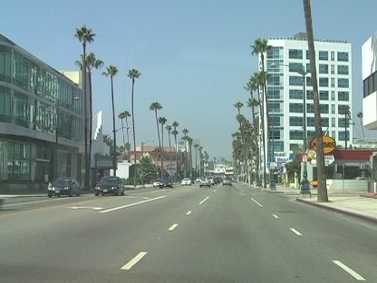 Palms and Power Poles in Los Angeles
