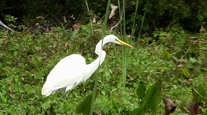 Wakulla River