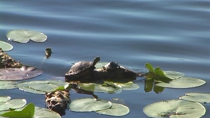 Tortoise - Lake Celebration, Florida