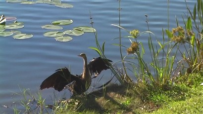 Anhinga bird - Lake Celebration, Florida