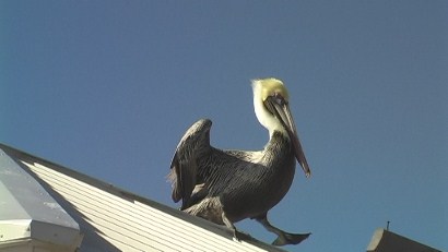 Pelicans, St Petersburg Pier