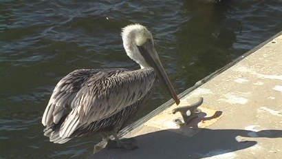 Pelicans, St Petersburg Pier