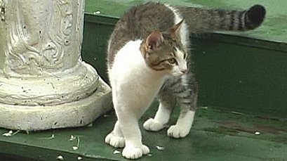 Hemmingway House ploydactyl cat Key West