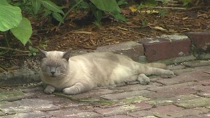 Hemmingway House ploydactyl cat Key West