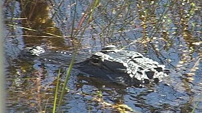 Everglades alligator, Shark Valley Slough