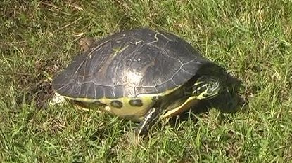 Tortoise, Shark Valley Slough