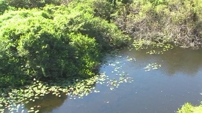 Observation Tower, Shark Valley Slough, Everglades