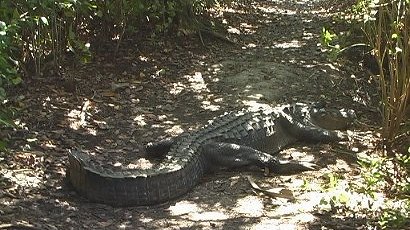 Walking in the Everglades - alligator on path