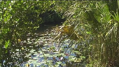 Walking in the Everglades